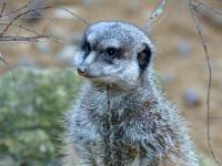 Erdmännchen im Aussengehege